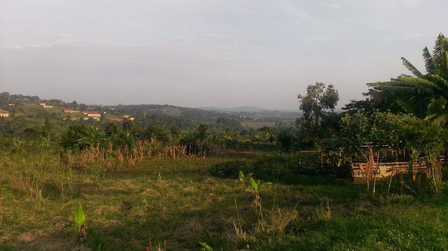 View at Namilyango
