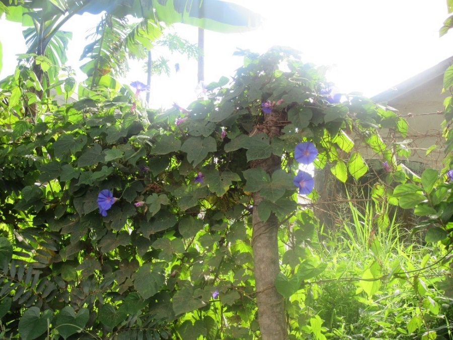 Flowers on the roadside.