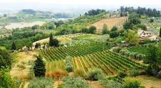 1, The vines