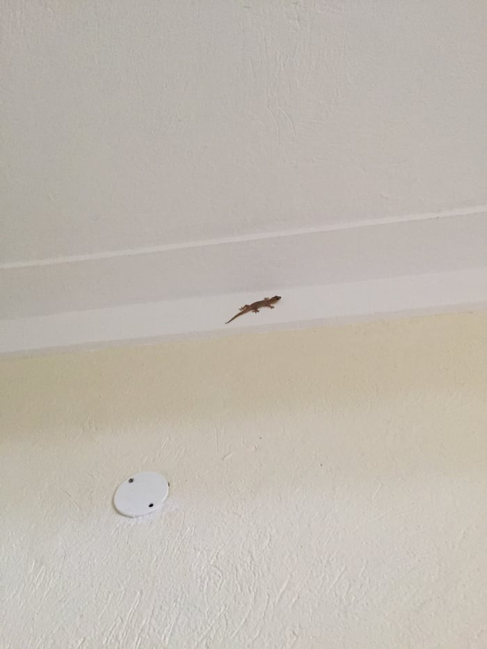 Tropical Gecko on wall