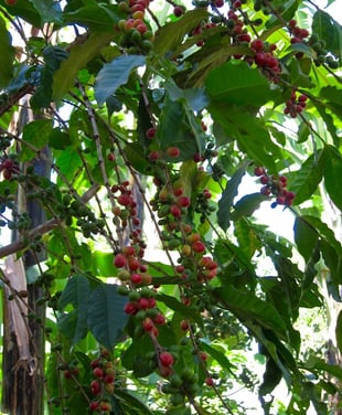 coffee2.jpg