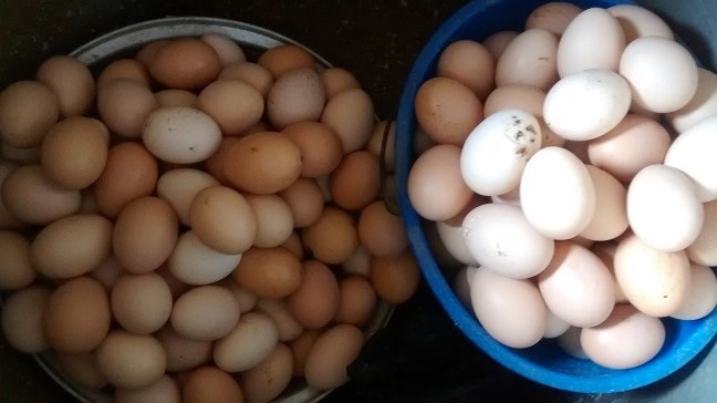 eggs_side