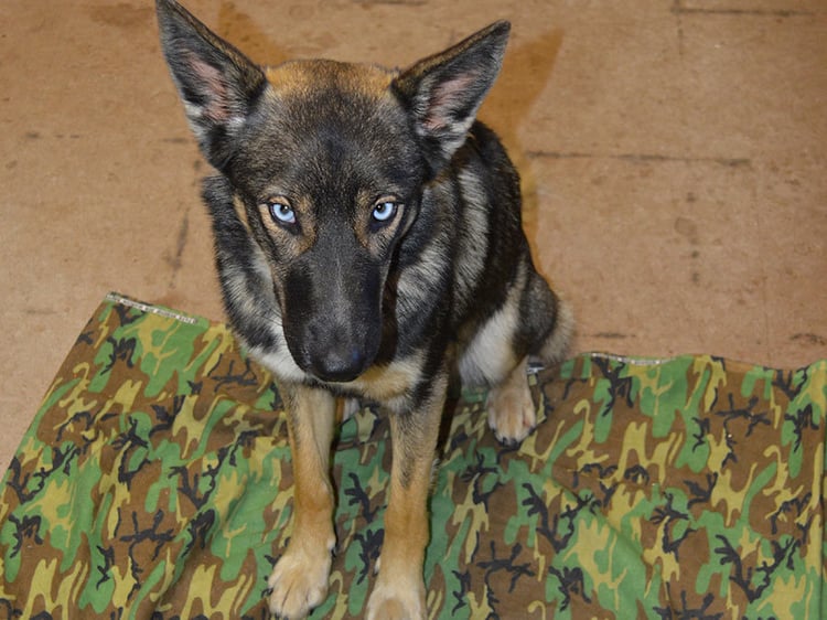 luna_lost_dog_navy2_1458157454401_34183468_ver1.0_900_675