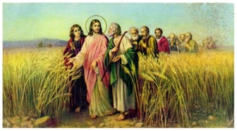 wheatweeds